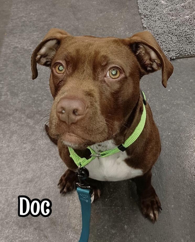Doc